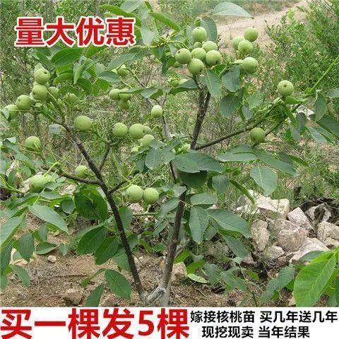 买一送一嫁接核桃树苗当年结果薄皮核桃苗盆栽地载南方北方种植
