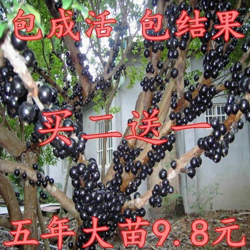 买二送一嘉宝果树苗树葡萄苗正宗台湾树葡萄四季南方北方种植当年