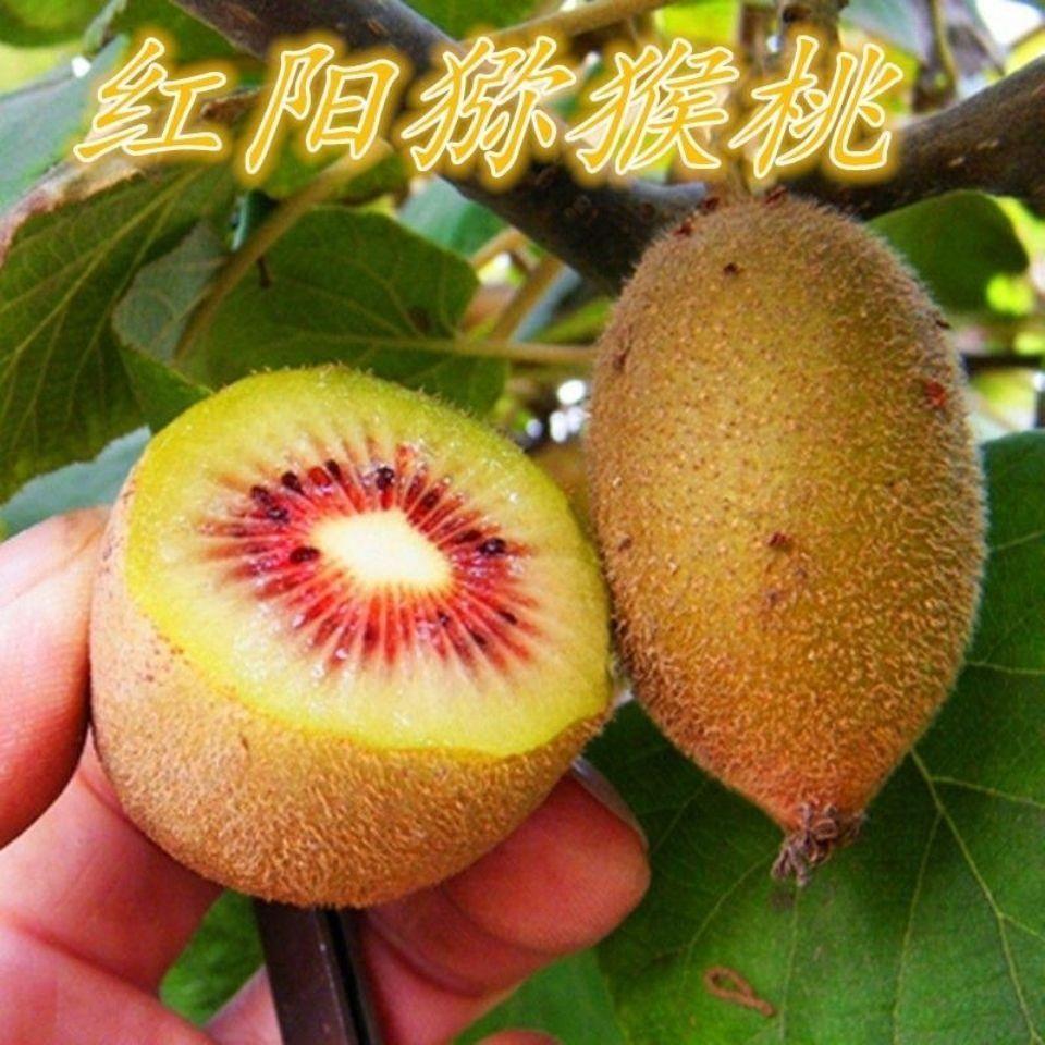 红阳猕猴桃树苗嫁接猕猴桃苗红心猕猴桃树苗特甜南方北方四季种植