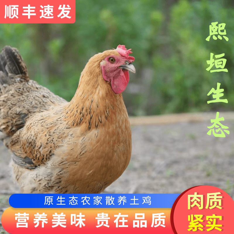 【熙垣生态】-全粮散养走地老母鸡炖汤顺丰冷链新鲜高品质