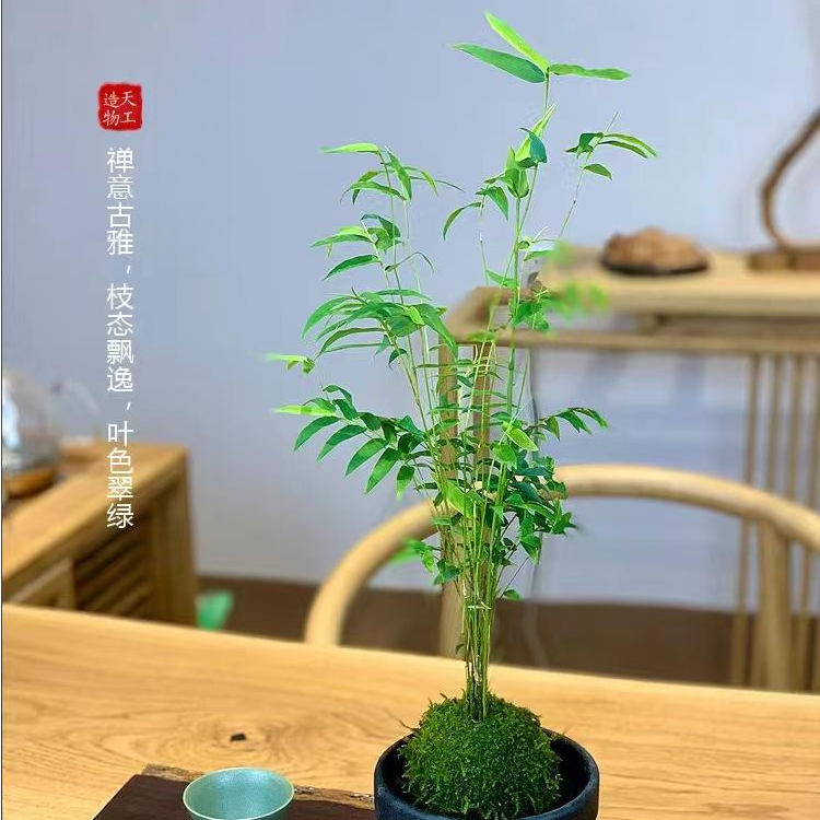 翡翠竹子观音竹土培，办公桌茶桌绿植盆栽室内外种植，水培拍要备注