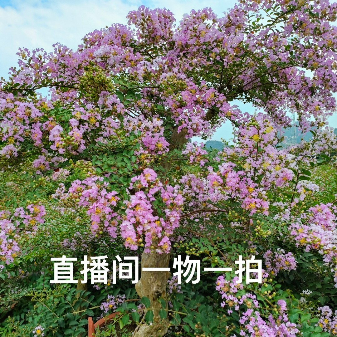 【一物一拍，找相应价格下单】场地直销，美观紫薇，观赏花卉夏季赤楠