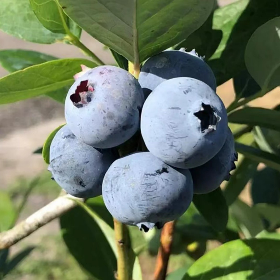 【顺丰空运】新鲜蓝莓共两盒  125克/盒