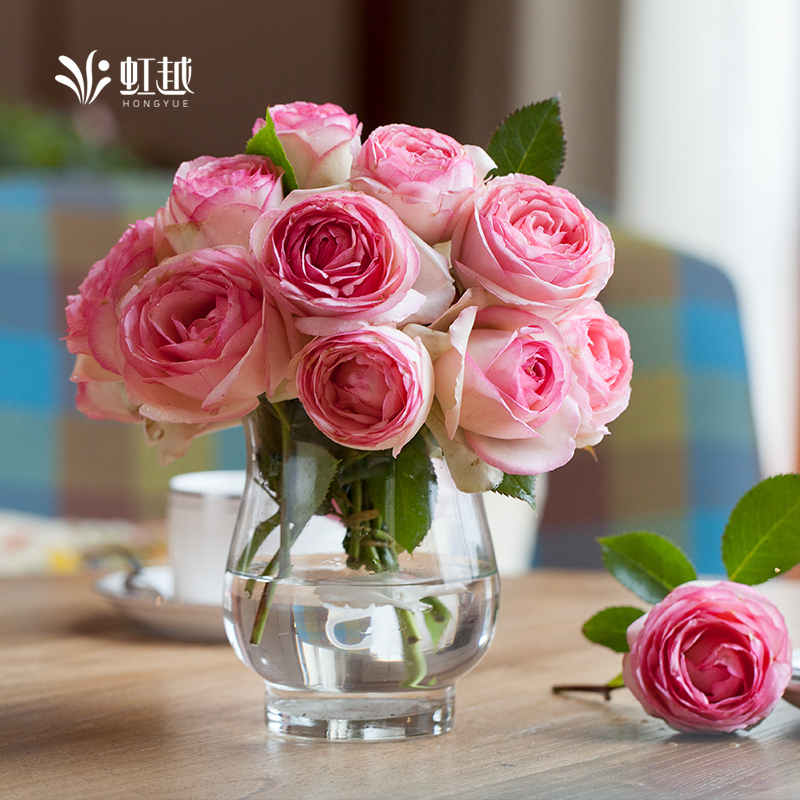 虹越月季｜藤本月季粉色龙沙宝石3L盆栽 庭院花园爬墙藤本