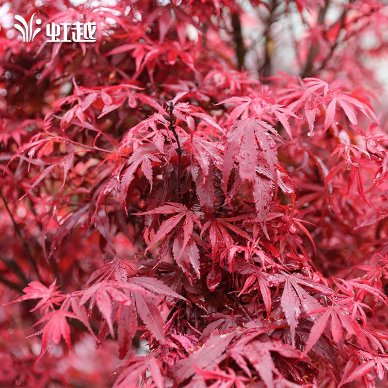 虹越 | 进口枫树橙色蕾丝月升原生羽毛枫树苗园林庭院常绿化