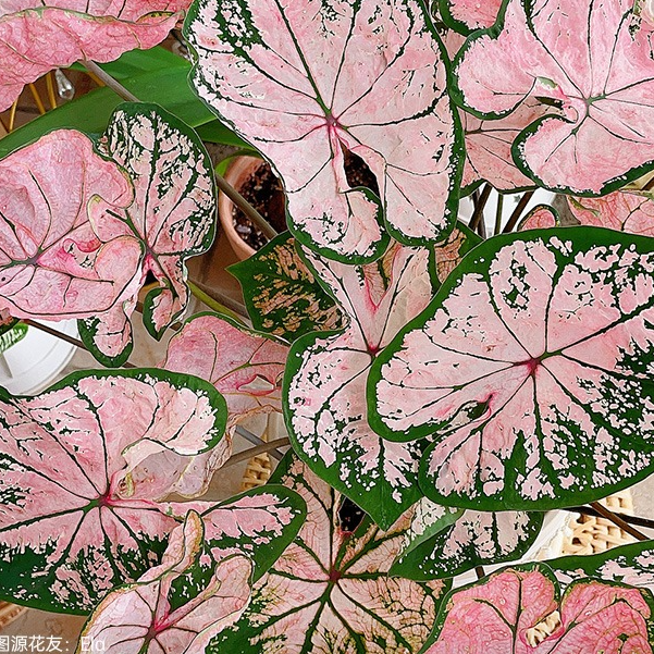 【双十一限时特惠】彩叶芋盆栽“粉色飞溅 pro1加仑 耐热观赏植物