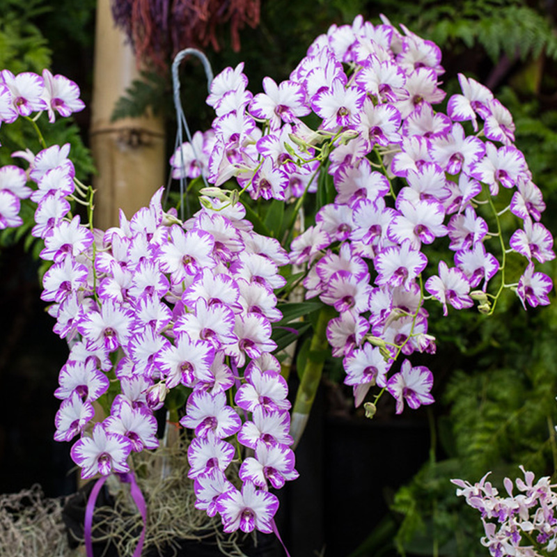 花彩秋石斛泼墨盆栽兰花有香味阳台室内办公室花园庭院种植带花苞