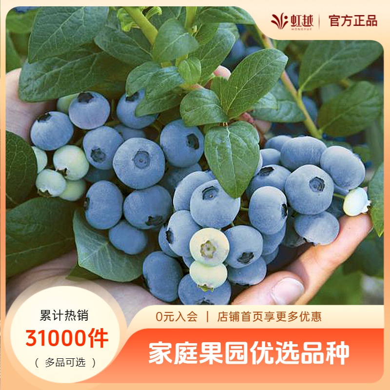 虹越 | 多年生蓝莓果树苗 阳台庭院蓝莓树苗易养不带果蓝莓苗