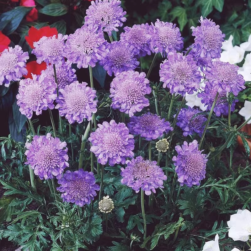 虹越种子 | 蓝盆花种子 庭院阳台造景播种可切花耐寒花卉