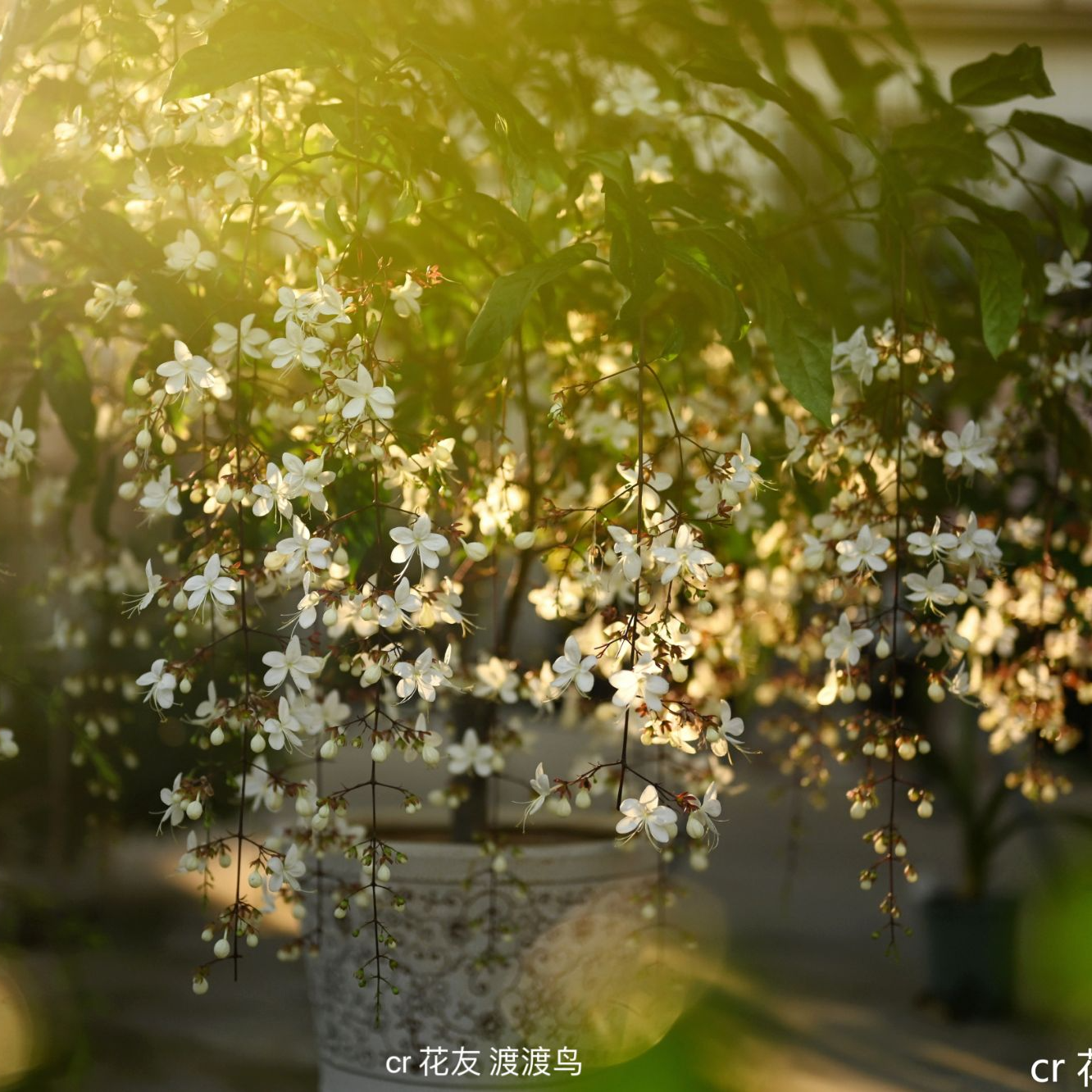虹越 | 垂丝茉莉150#盆栽苗  开花像瀑布种植养护简单专场