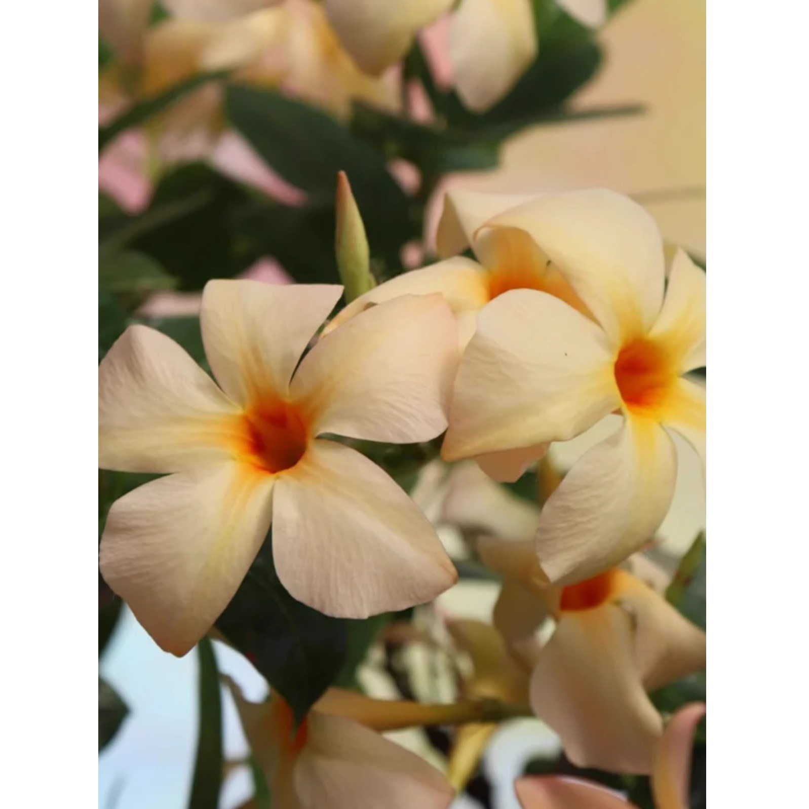 虹越 | 飘香藤盆栽 阳台垂吊多年生夏季耐热花园爬藤花卉花期长