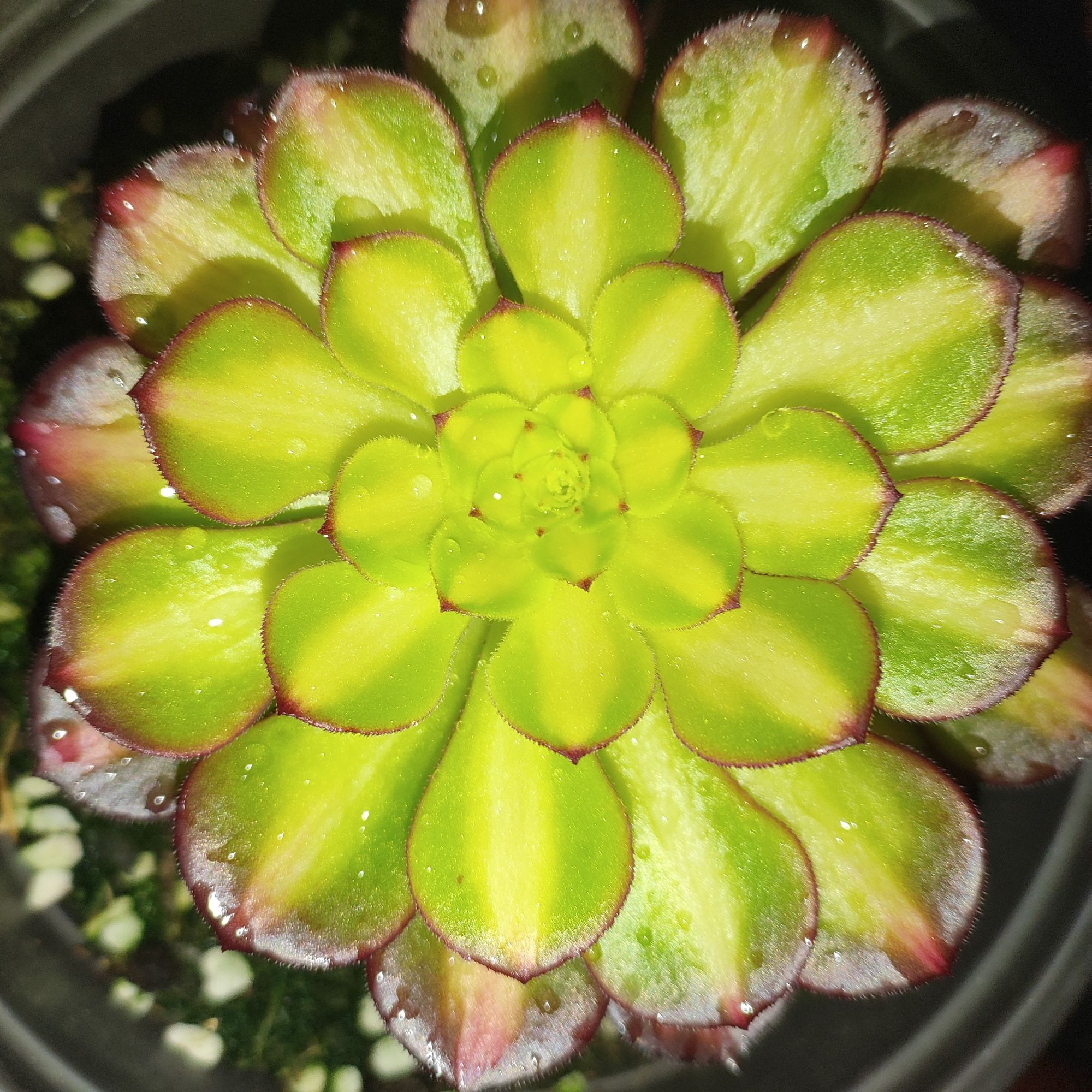 多肉植物，一物一拍