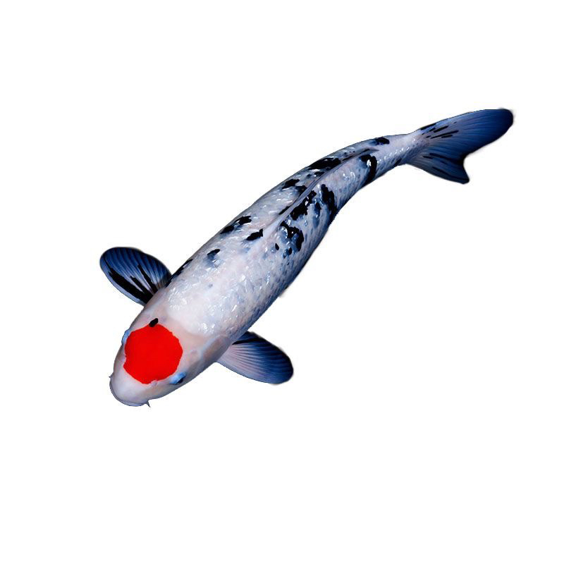 精品德系锦鲤鱼 11尾  皮实好养花色搭配水族活体全国包邮包损