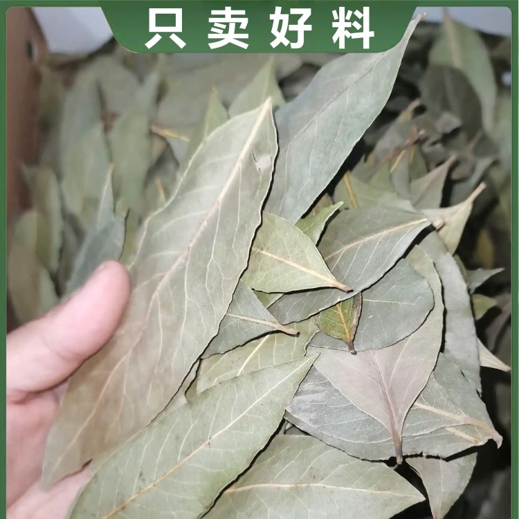 精选产地优质深山品质香叶产品干货调料现货现发