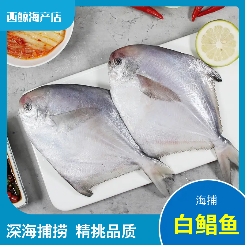 【白鲳6-8】博贺渔港深海海捕野生新鲜白鲳鱼银鲳鱼速冻顺丰包邮