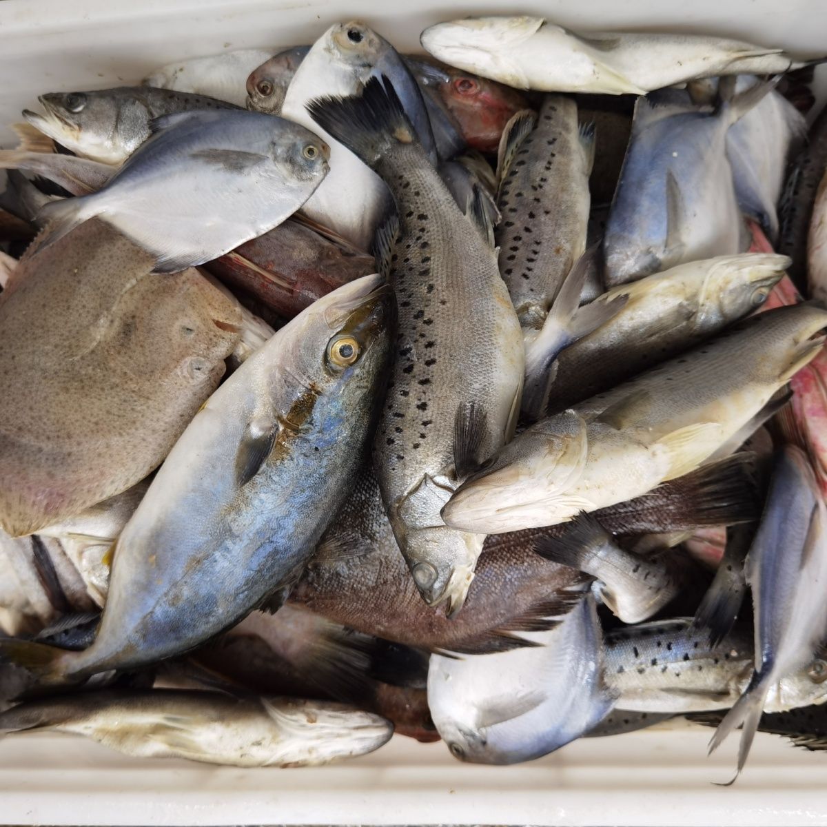 连云港发货，新鲜海杂鱼，现场拍单