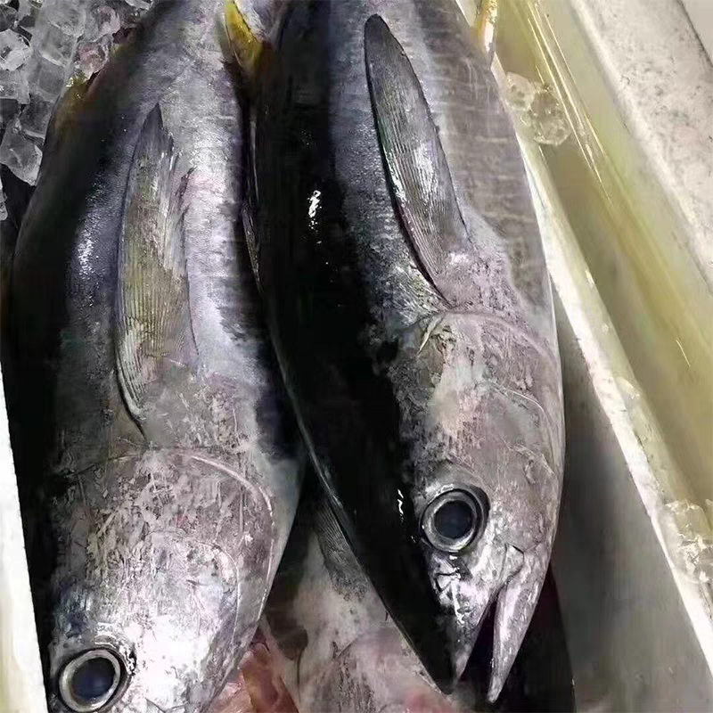 江苏连云港发货，刺身金枪鱼，红烧香煎