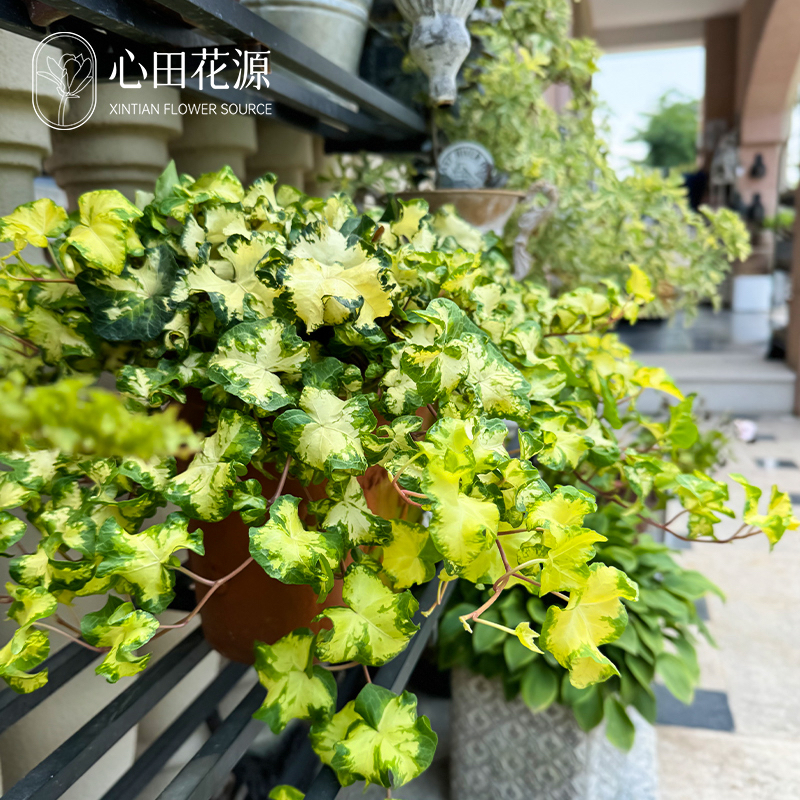 雪莹 月光灯 蝴蝶 花叶常春藤爬藤垂吊四季常青观叶植物