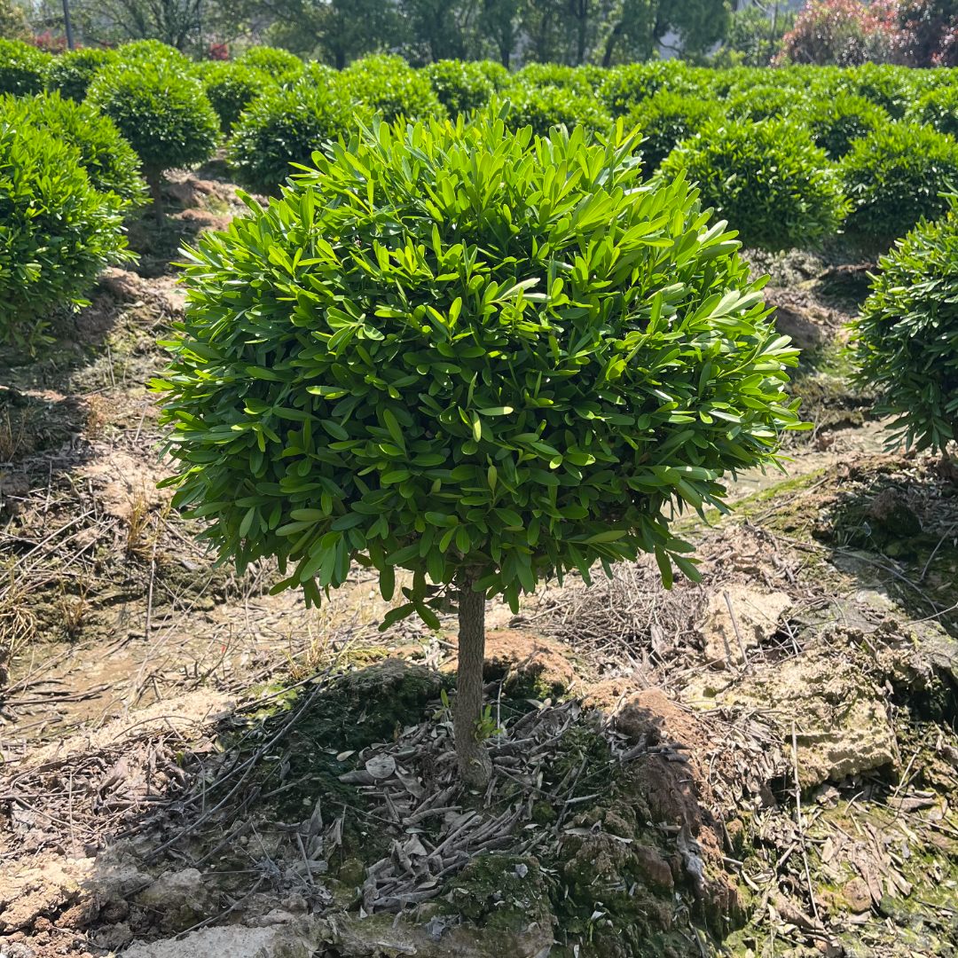 雀舌黄杨球狮子头黄杨苗四季常青庭院花园别墅花镜搭配植物好成活