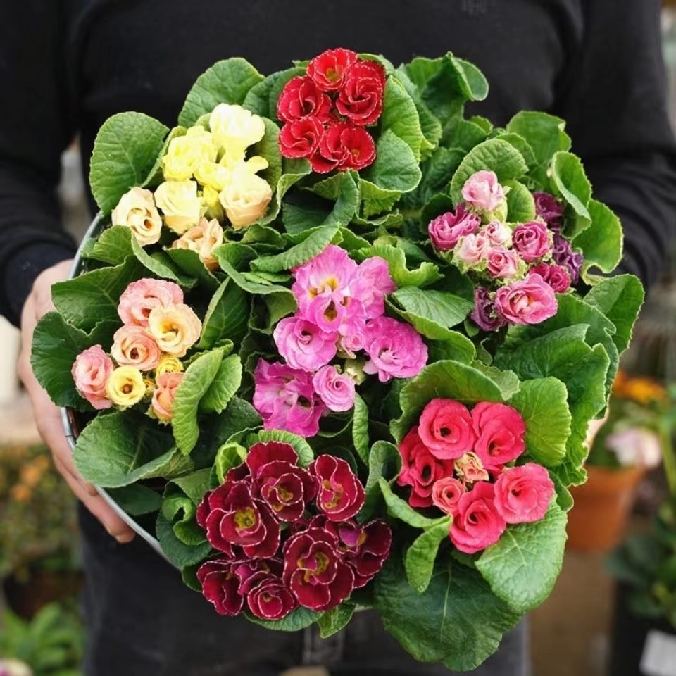 欧洲报春花盆栽玫瑰重瓣冬季耐寒四季开花带花苞阳台室内喜光包邮