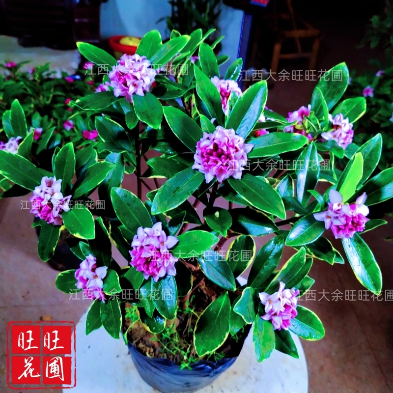 金边瑞香带花苞耐寒盆栽观花植物室内浓香型盆景四季花卉耐活