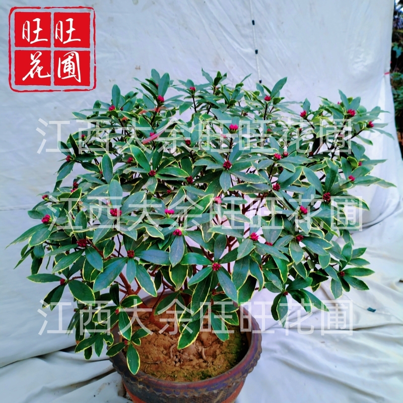 金边花叶瑞香浓香型耐寒盆景绿植盆栽室内懒人花卉老桩客厅花圃