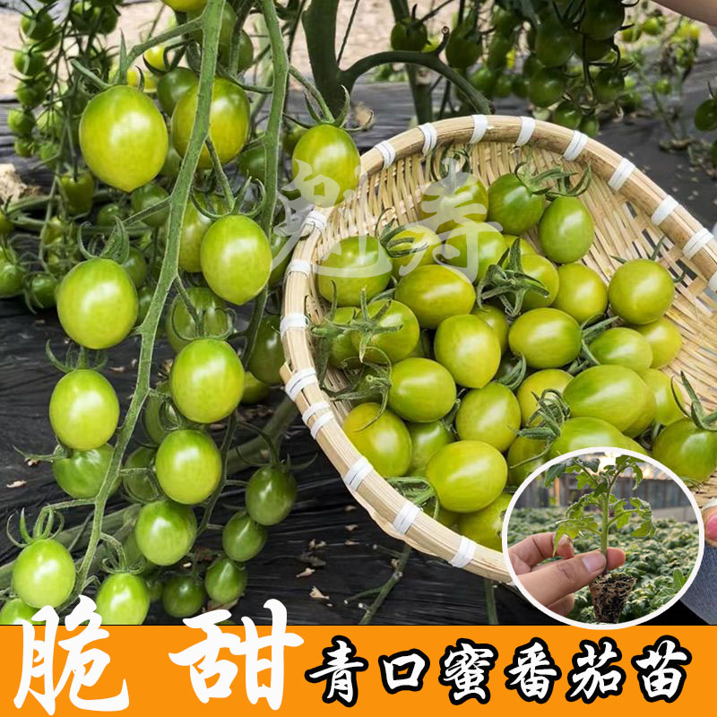 脆甜青口蜜番茄苗秧苗种子贼不偷樱桃小西红柿种籽四季阳台盆栽苗