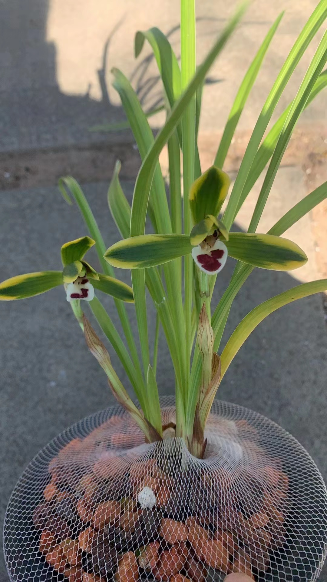豆瓣兰艺花双艺1盆 2680米 只有一盆