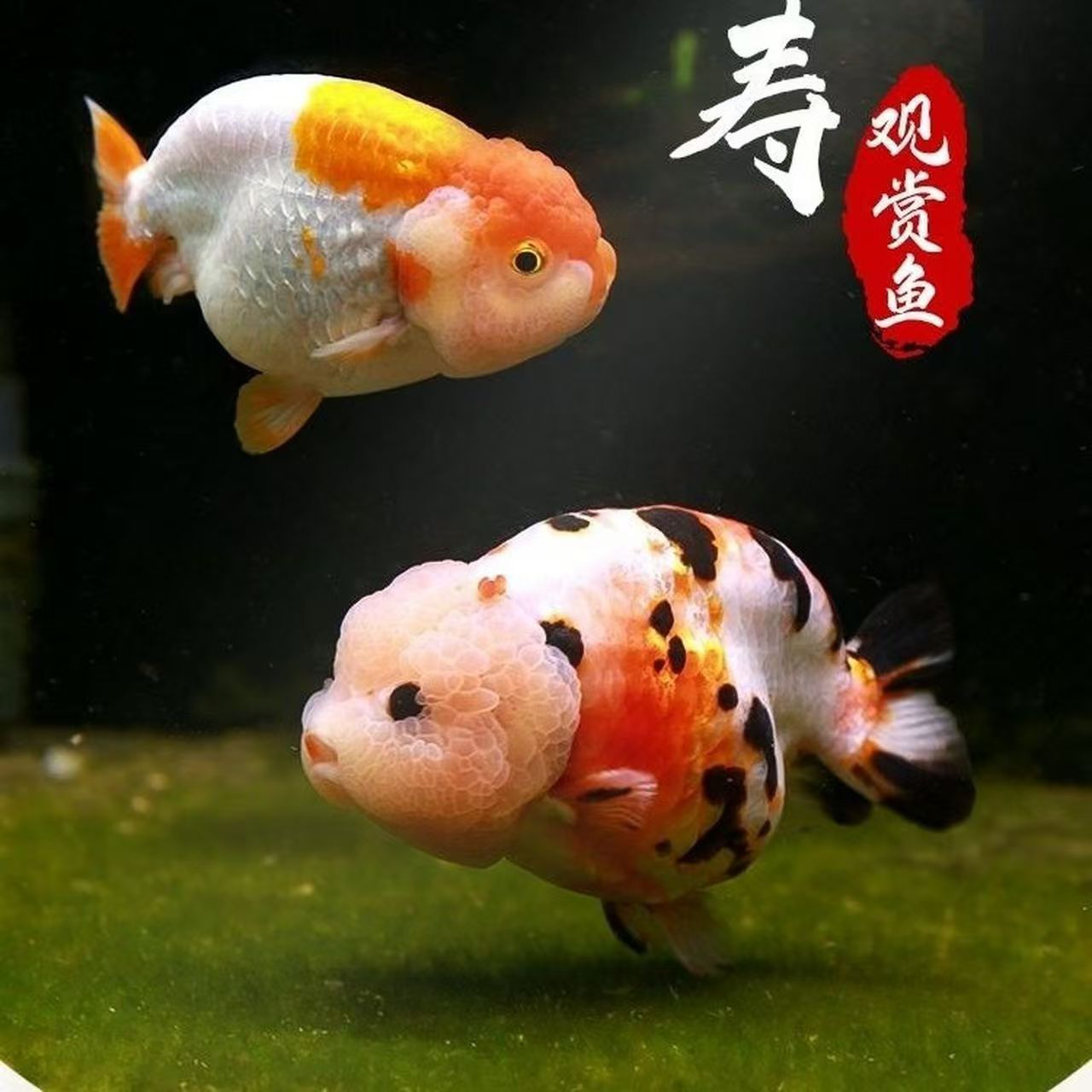 《包活包邮》精品兰寿波妞金鱼《到货录完整开箱视频无视频无售后》