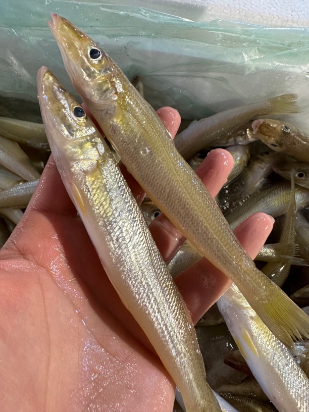 广东湛江 沙尖鱼 沙锥鱼4斤