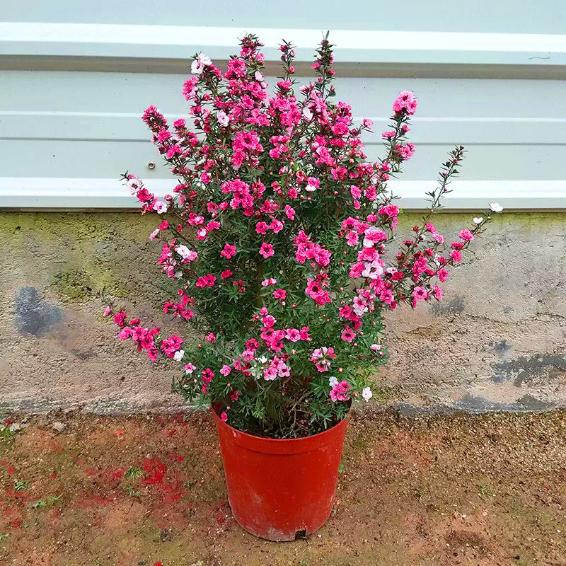 澳洲松红梅一树多色，室内外都好养三色梅客厅阳台好养