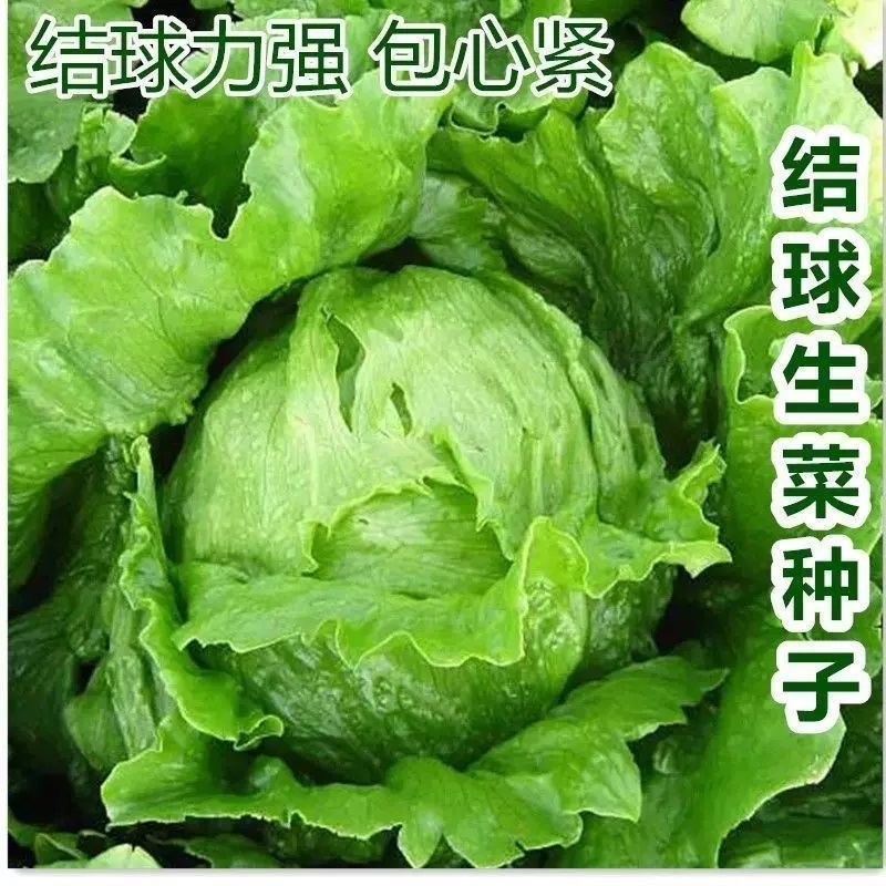 结球生菜种子生吃脆甜球圆生菜阳台盆栽栽种生菜种籽孑四季蔬菜籽
