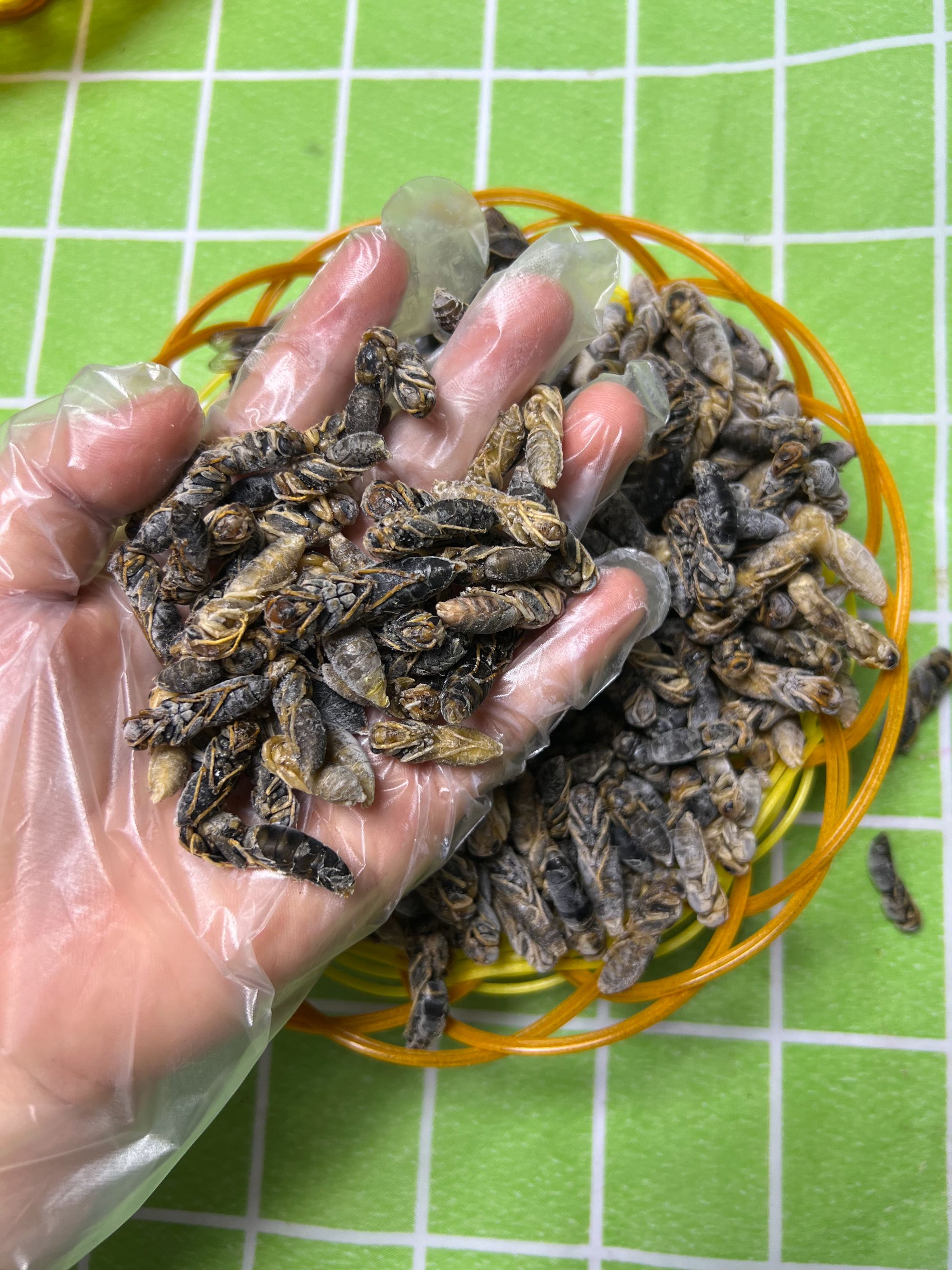 [蜂多多]4级冰冻蜂蛹2025新货