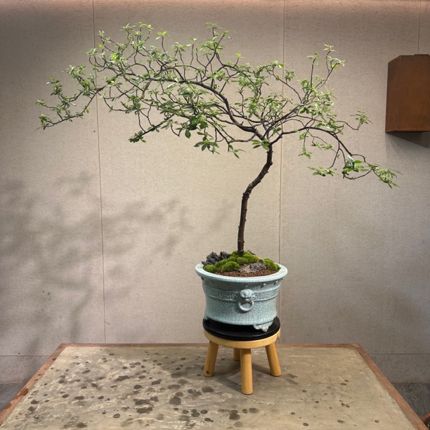 海岛栀子花老桩盆景茶室造景室内客厅办公室桌面摆放