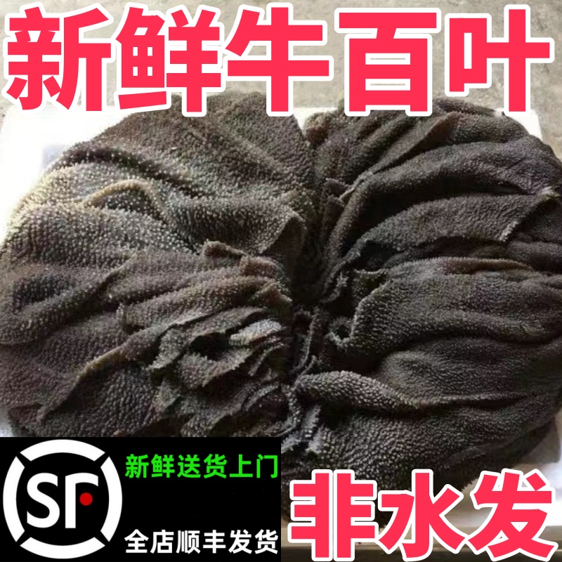 牛百叶新鲜牛毛肚1斤火锅食材带底板处理干净千层大叶片商用牛肚 