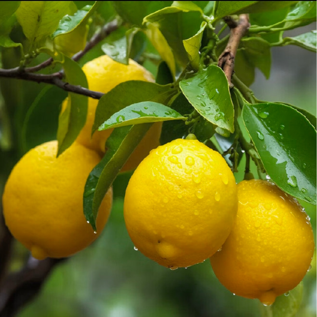 安岳柠檬鲜果8个装 单果40g-70g酸爽清新应季水果酸甜新鲜