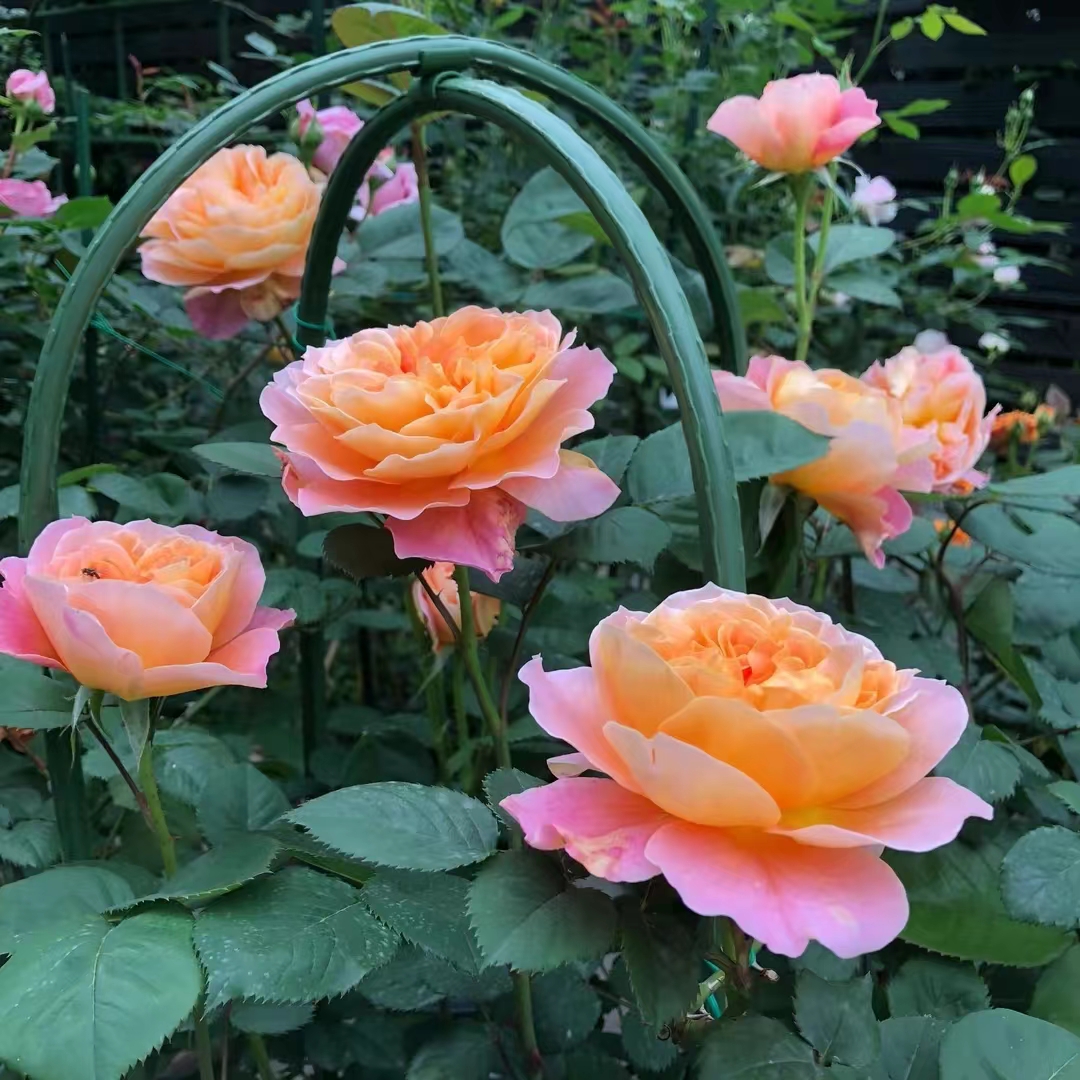 印象派爬藤月季大花浓香四季开花