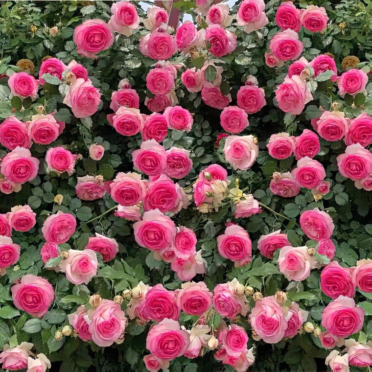 大型爬藤故事月季黄色紫色粉色红色橙色栽培冬季夏季春季爬藤花