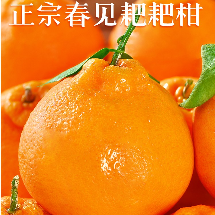 【与辉同行东方甄选】四川春见耙耙柑橘子当季新鲜丑橘无核多汁皮薄