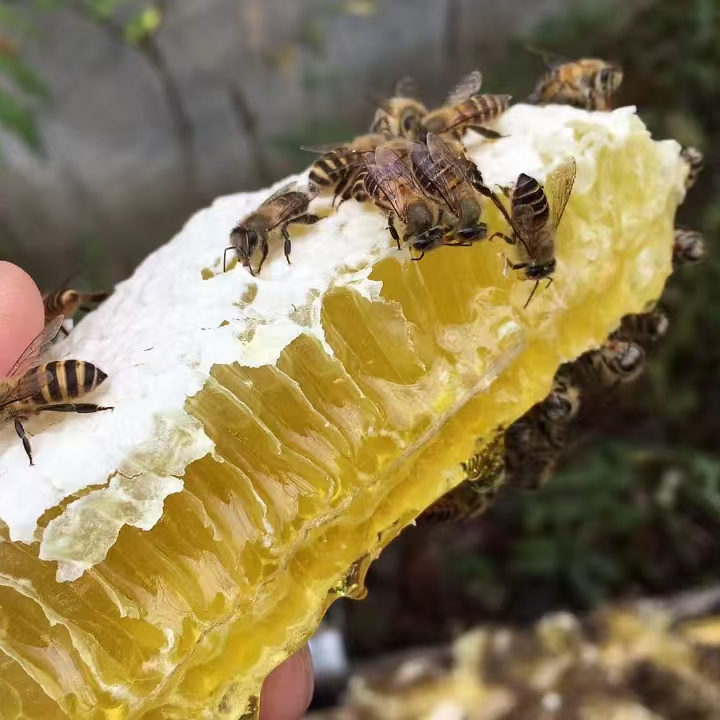 【道武书记助农】农家土蜂蜜