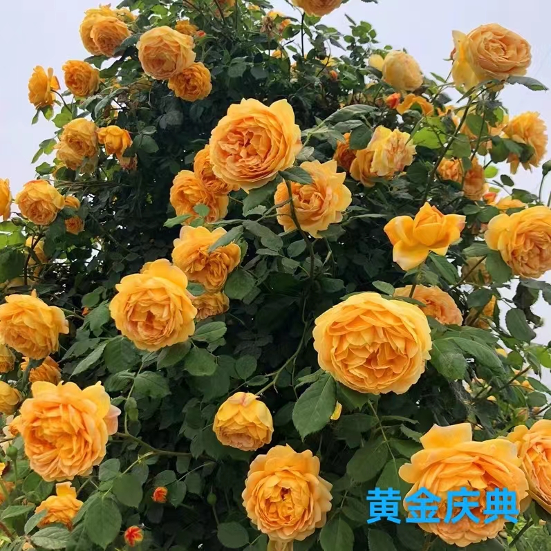 欧月爬藤系列月季花《黄金庆典》大型花墙拱门庭院美观栽培专业苗
