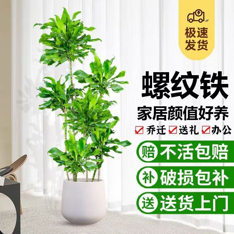 螺纹铁扭纹铁盆栽室内办公室大型绿植物客厅开业乔迁绿色耐阴好养