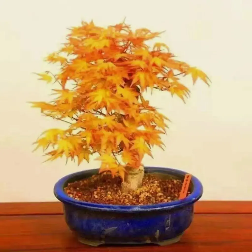 红枫盆景中国红枫树苗日本红枫红舞姬黄金枫矮桩室内阳台盆栽花卉