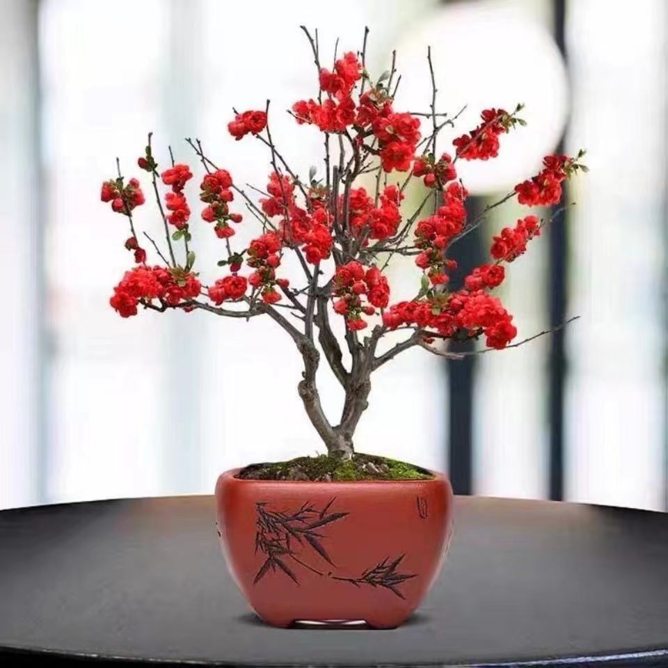 【西府垂丝老桩海棠盆景】耐寒耐热花卉盆栽南北方种植阳台庭院绿植
