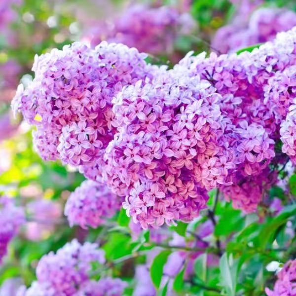 新品四季开花浓香型丁香花树苗南北方种植盆栽室内外耐寒花卉植物