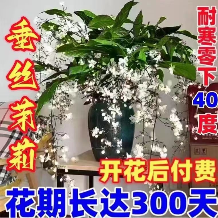 【买一送一】新品珍稀品种垂丝茉莉垂吊室内绿植盆栽四季开花浓香型