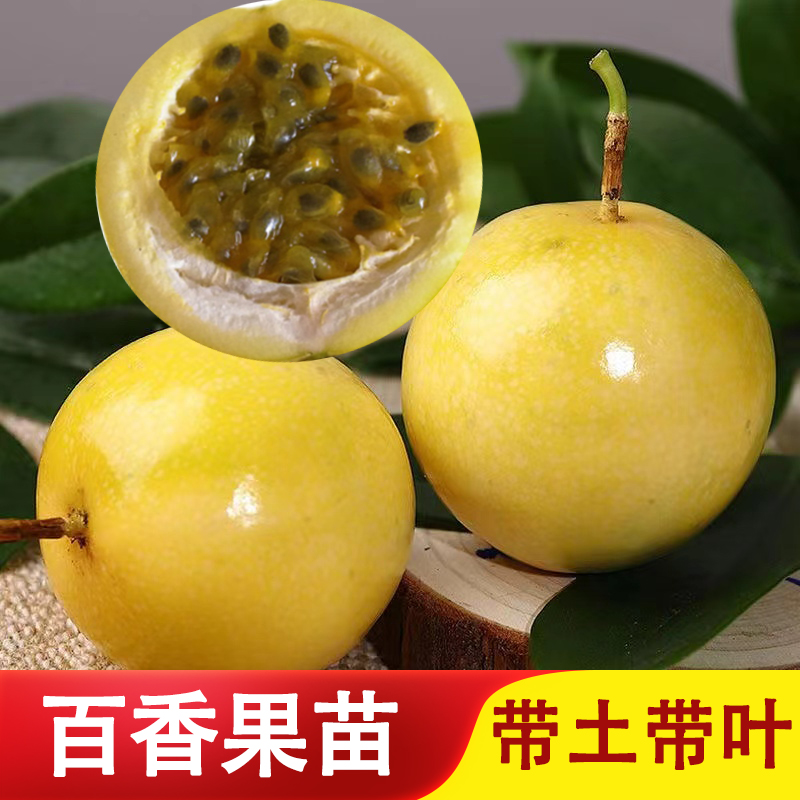 纯甜黄金百香果苗台农嫁接苗四季结果百香果树苗庭院盆栽多次结果