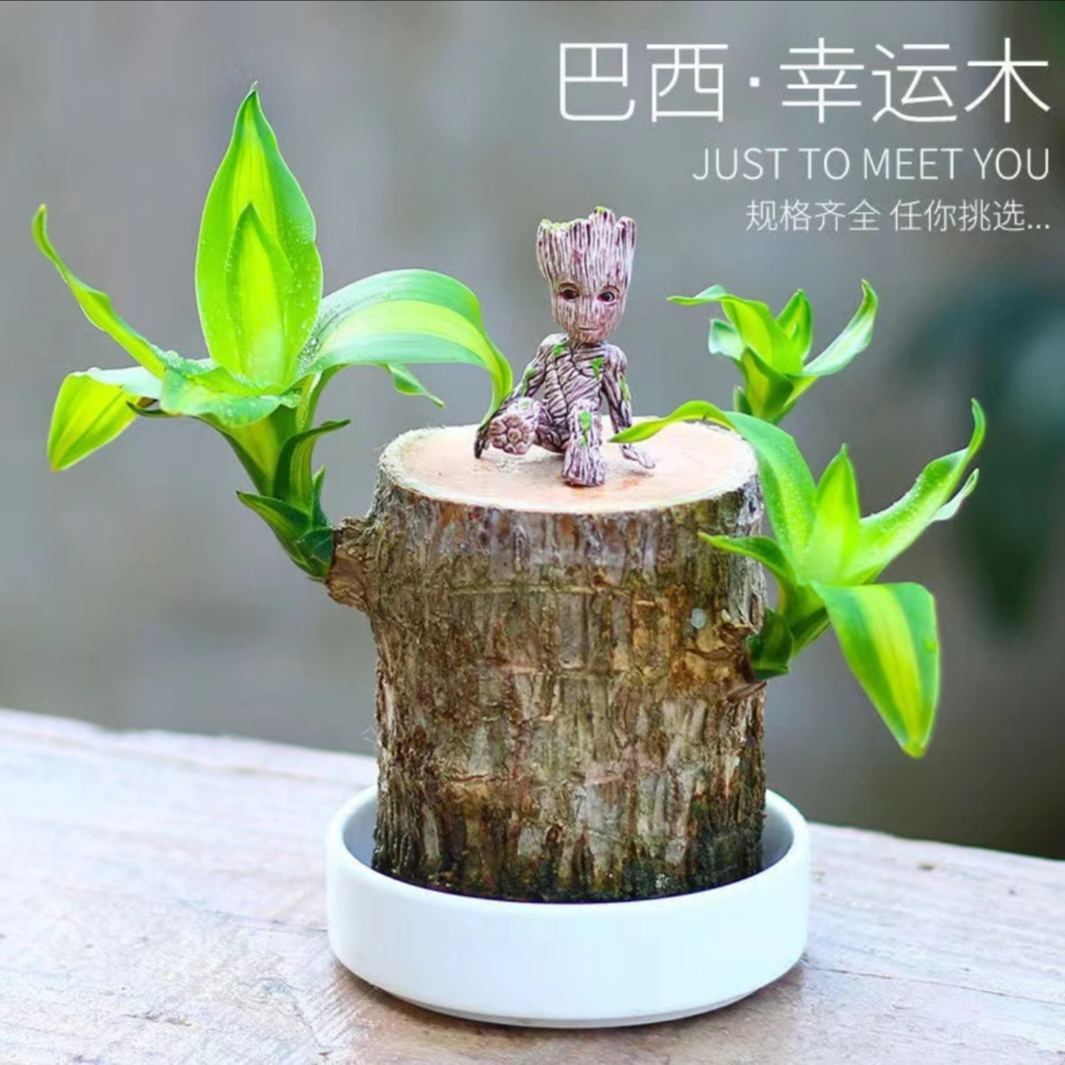 【巴西木幸运木】水培植物寓意好运遇水就活办公桌面摆件