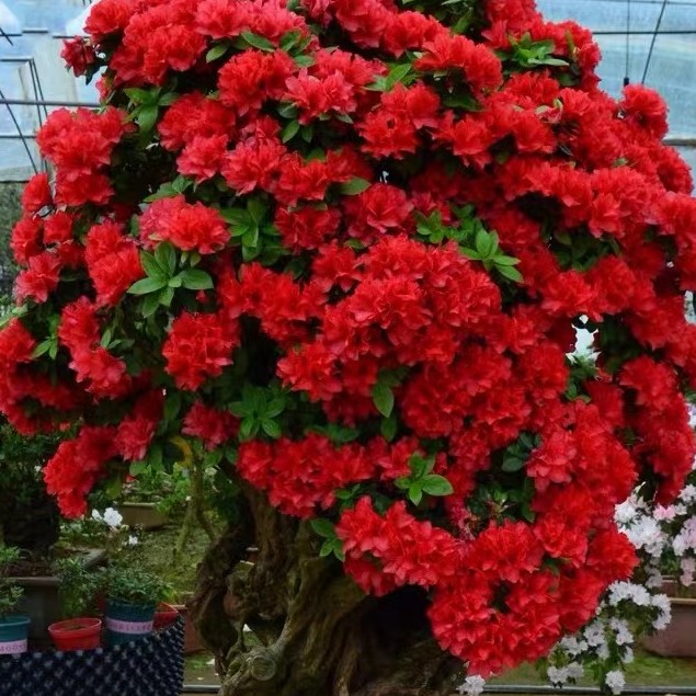 燕歌花木场，杜鹃老桩盆景地景（直播间一物一拍）