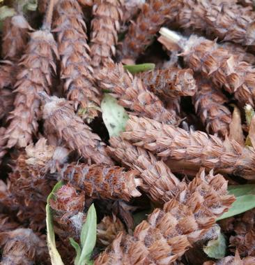 贵州阿俊代购山货下。古。草，球500克包邮